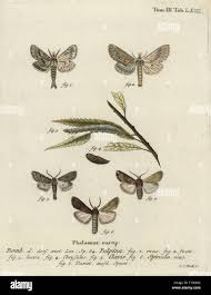 Attēlu rezultāti vaicājumam “Agrotis ripae larva”