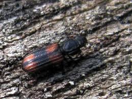 Attēlu rezultāti vaicājumam “Bitoma crenata”