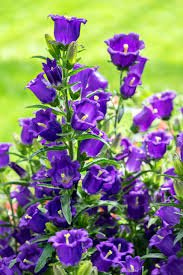 Image result for Campanula medium