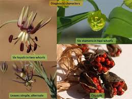 Attēlu rezultāti vaicājumam “Colchicaceae”