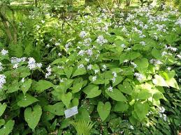 Attēlu rezultāti vaicājumam “Lunaria rediviva leaf”