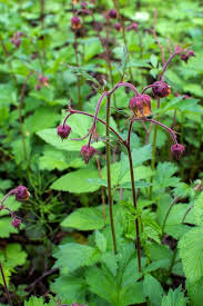 Attēlu rezultāti vaicājumam “Geum rivale fruit”
