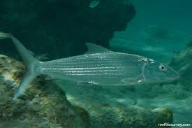 Image result for Albula vulpes