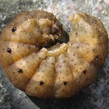 Attēlu rezultāti vaicājumam “Noctua fimbriata larva”