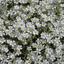 Attēlu rezultāti vaicājumam “Gypsophila fastigiata flower”