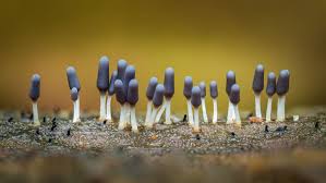 Attēlu rezultāti vaicājumam “Arcyria cinerea young”