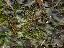 Attēlu rezultāti vaicājumam “Peltigera polydactylon”