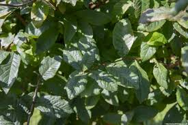 Attēlu rezultāti vaicājumam “Mespilus germanica leaf”