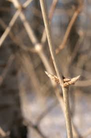 Attēlu rezultāti vaicājumam “Lonicera xylosteum bud”