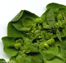 Attēlu rezultāti vaicājumam “Euphorbia helioscopia leaf”