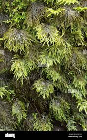 Attēlu rezultāti vaicājumam “Thamnobryum alopecurum”