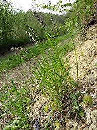 Attēlu rezultāti vaicājumam “Melica nutans leaf”