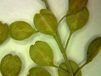 Attēlu rezultāti vaicājumam “Lepidium densiflorum fruit”