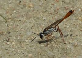 Attēlu rezultāti vaicājumam “Ammophila sp.”