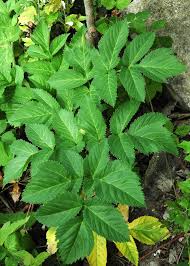 Attēlu rezultāti vaicājumam “Angelica sylvestris leaf”