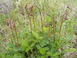 Image result for Geum rivale