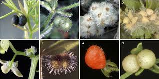 Attēlu rezultāti vaicājumam “Galium aparine fruit”