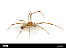 Attēlu rezultāti vaicājumam “Phylloneta cocoon”