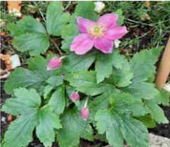 Image result for Anemonenarten