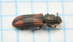 Attēlu rezultāti vaicājumam “Bitoma crenata”