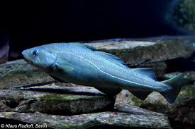 Image result for Gadus morhua