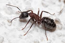 Attēlu rezultāti vaicājumam “Camponotus herculeanus”