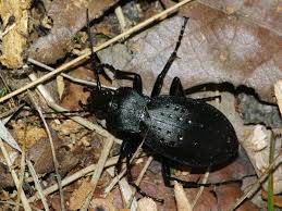 Attēlu rezultāti vaicājumam “Carabus hortensis”