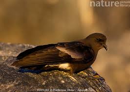 Image result for Oceanites oceanicus