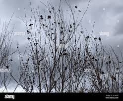 Attēlu rezultāti vaicājumam “Rabdophaga salicis”