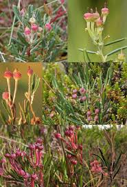 Attēlu rezultāti vaicājumam “Andromeda polifolia fruit”
