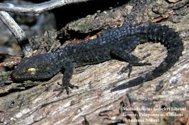 Image result for Diplodus kotschyi