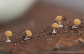 Attēlu rezultāti vaicājumam “Didymium xanthopus spores”