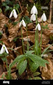 Attēlu rezultāti vaicājumam “Amarillidaceae”