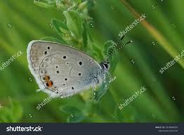 Attēlu rezultāti vaicājumam “Everes argiades”