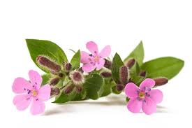 Attēlu rezultāti vaicājumam “Saponaria officinalis flower”