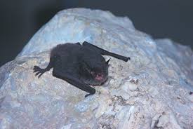 Attēlu rezultāti vaicājumam “Myotis sp.”