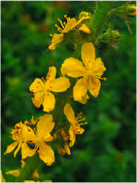 Attēlu rezultāti vaicājumam “Agrimonia eupatoria flower”