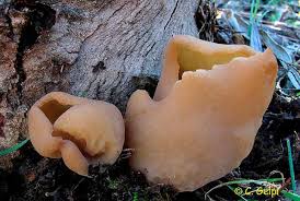 Attēlu rezultāti vaicājumam “Peziza varia”