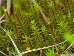 Attēlu rezultāti vaicājumam “Polytrichum strictum”