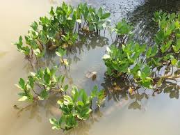Attēlu rezultāti vaicājumam “Menyanthes trifoliata bud”