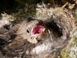 Attēlu rezultāti vaicājumam “Fringilla coelebs nest”