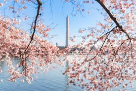 Image result for "cherry blossom" washington