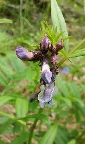 Attēlu rezultāti vaicājumam “Vicia sepium flower”