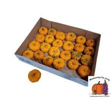 Attēlu rezultāti vaicājumam “Cucurbita pepo fruit”