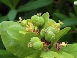 Attēlu rezultāti vaicājumam “Euphorbia palustris”