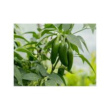 Afbeeldingsresultaat voor jalapeno early hot pepper