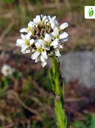 Attēlu rezultāti vaicājumam “Arabis hirsuta flower”