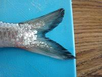 Image result for Alosa chrysochloris