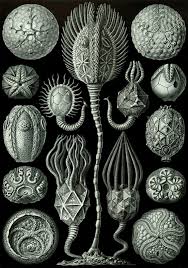 Image result for ernst haeckel
