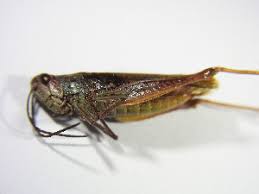 Attēlu rezultāti vaicājumam “Chortippus sp.”